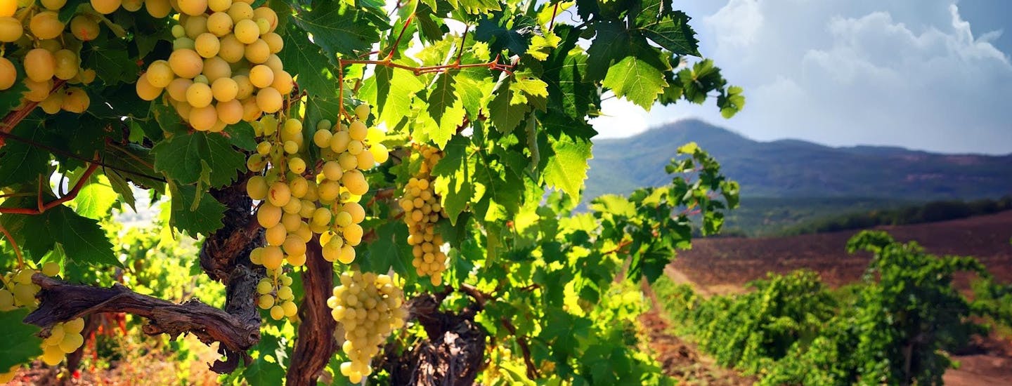 Tag på vingårdsferie i Provence Alps Côte d'Azur