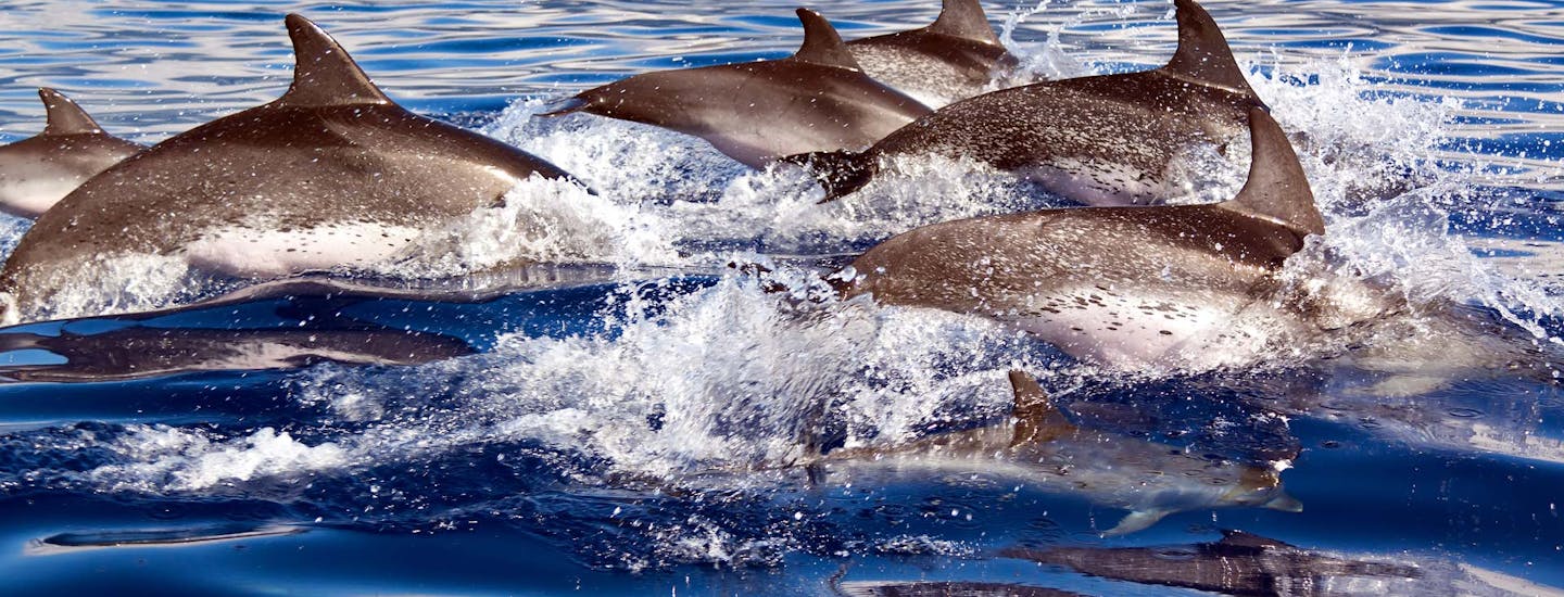 Delfiner Azorerne Portugal Hideaways