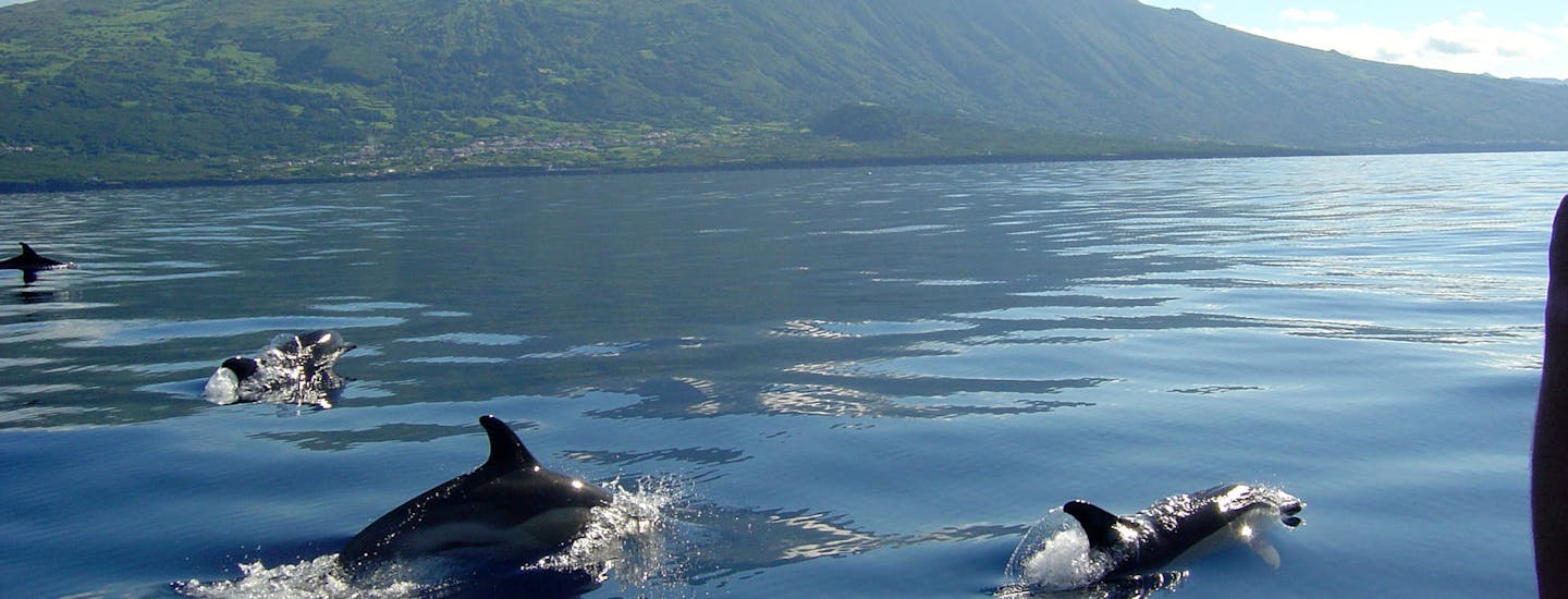 Familjesemester på Azorerna - upplev delfiner.
