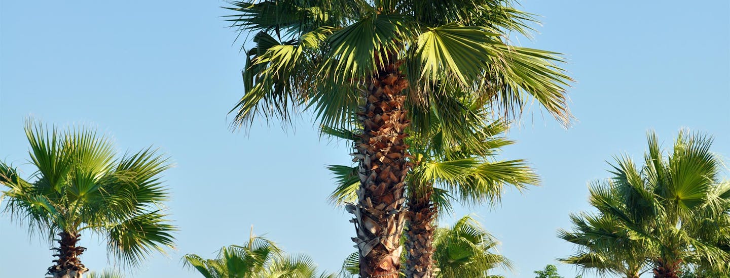 Xanadu Island Bodrum Tyrkia palmer